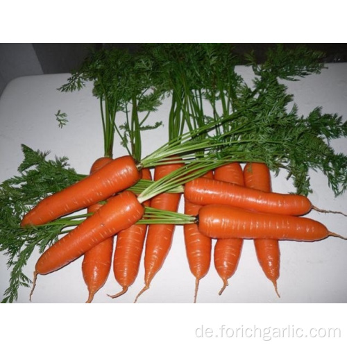Export Standard Shandong frische Karotten